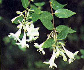Абелия корейская (Abelia coreana Nakai)