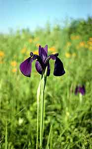 КАСАТИК (ИРИС) МЕЧЕВИДНЫЙ (КЕМПФЕРА)  (Iris ensata Thumb.)(Iris kaempferi Siebold ex Lem.)