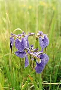 КАСАТИК (ИРИС) ЩЕТИНИСТЫЙ ( Iris setosa Pall. ex Link)