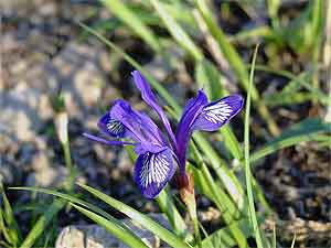КАСАТИК (ИРИС) ОДНОЦВЕТКОВЫЙ ( Iris uniflora Pall. ex Link.)