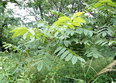 Листья ореха маньчжурского