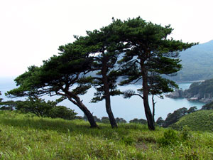 СОСНА ГУСТОЦВЕТКОВАЯ (МОГИЛЬНАЯ, ПОГРЕБАЛЬНАЯ) Pinus densiflora Siebold et Zucc.