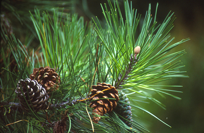 Хвоя и плоды(шишки) сосны густоцветковой (Pinus densiflora Siebold et Zucc.)