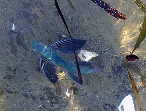 Летучая рыба, Хасанский район