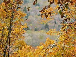 Осенний лес (фото В. Чекалова)