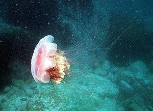 Медуза рода цианея. Залив Петра Великого.