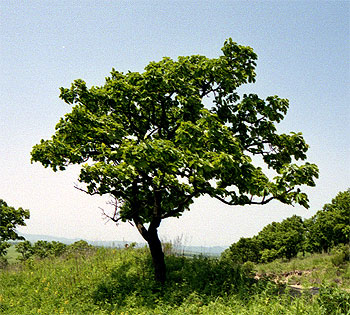ДУБ ЗУБЧАТЫЙ ( Quercus dentata Thumb.)