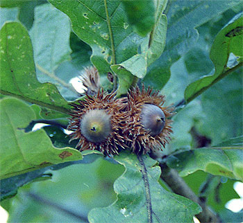 Желуди (плоды) дуба зубчатого ( Quercus dentata Thumb.)