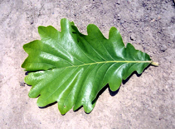 Лист дуба зубчатого ( Quercus dentata Thumb.)