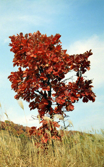 Дуб зубчатый ( Quercus dentata Thumb.) осенью. 